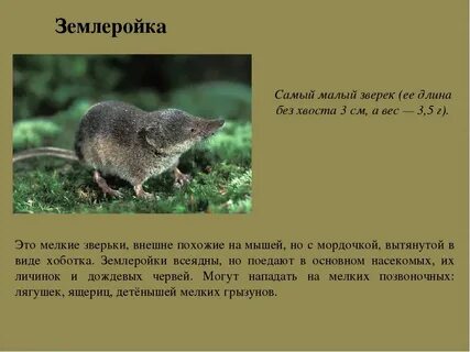 Зверек землеройка за сутки съел 12 г