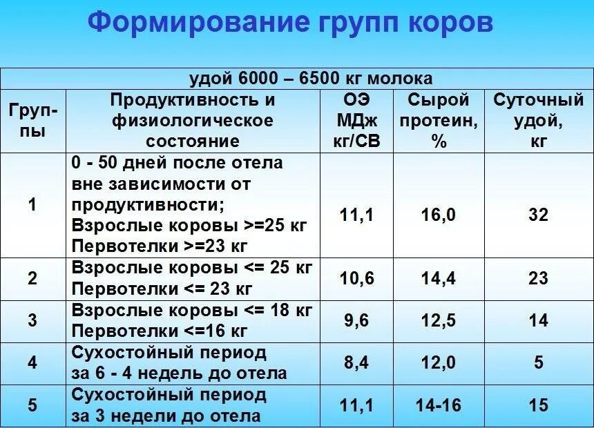 Что нужно давать корове