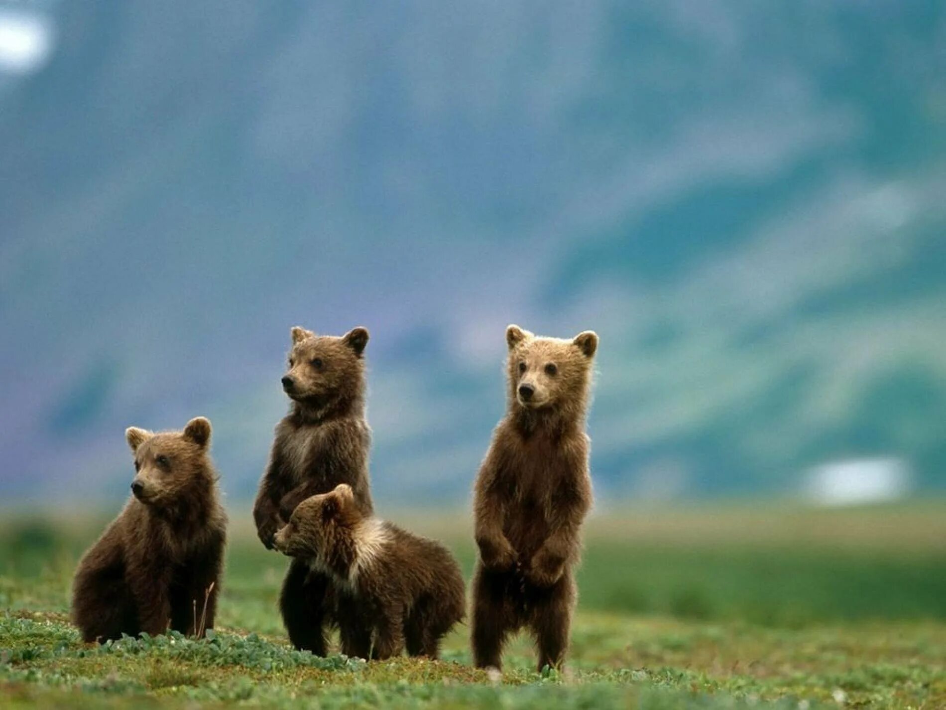 Национальный парк Катмай. Много медвежат. Семья медведей. Бурый медведь.