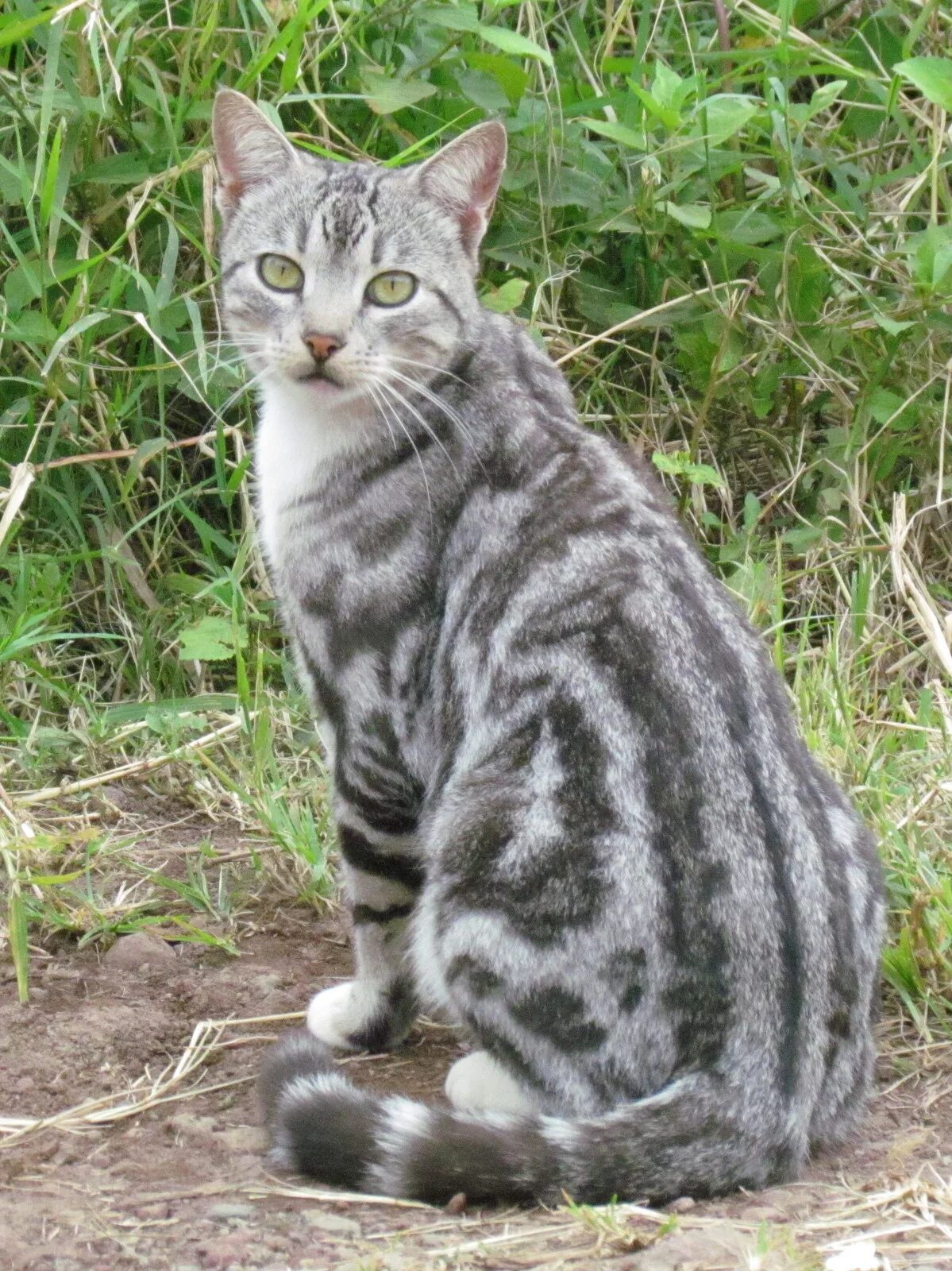 #9 Tiger Grey bengal cat, Bengal cat