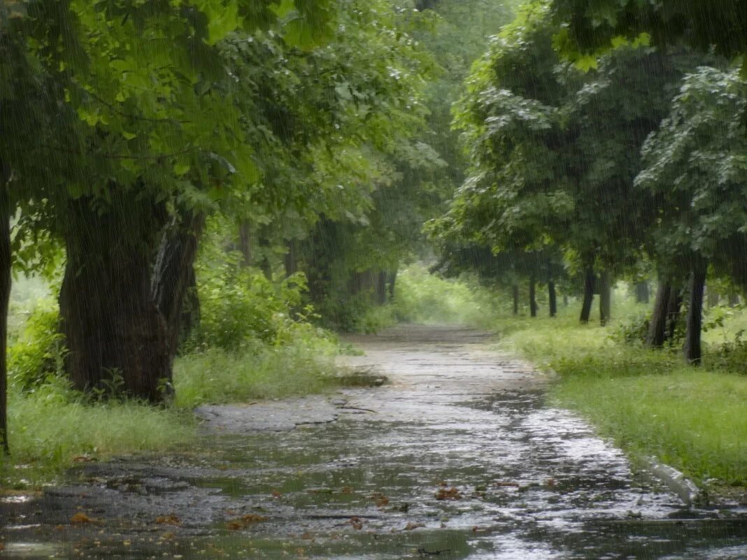 пасмурная осень в лесу. дождливый день в лесу. дождь в лесу. дождливый лес. дождливый день в лесу.