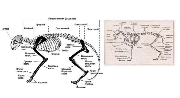 Отделы конечностей кошки. Скелет кролика и кота. Скелет кошки с названием костей.