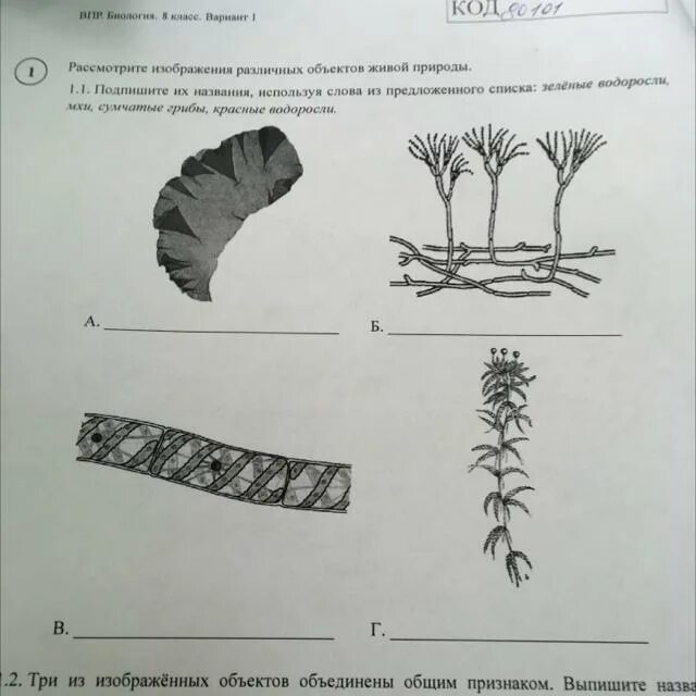 Рассмотрите различных объектов живой природы