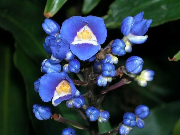 Дихоризандра. Blue ginger. Дихоризандра цветок. Blue ginger. Дихоризандра цветок.