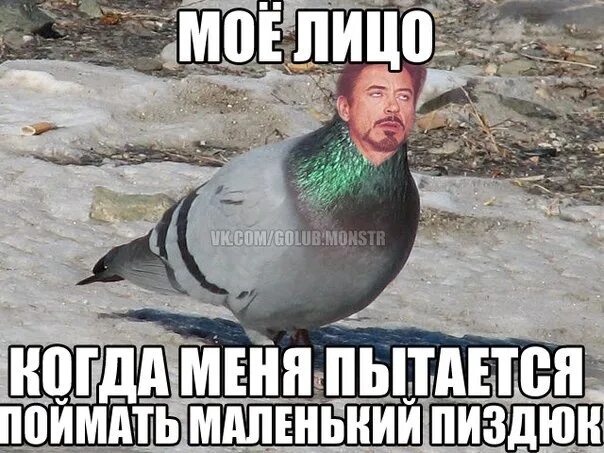 обезьянка и голубь - YouTube