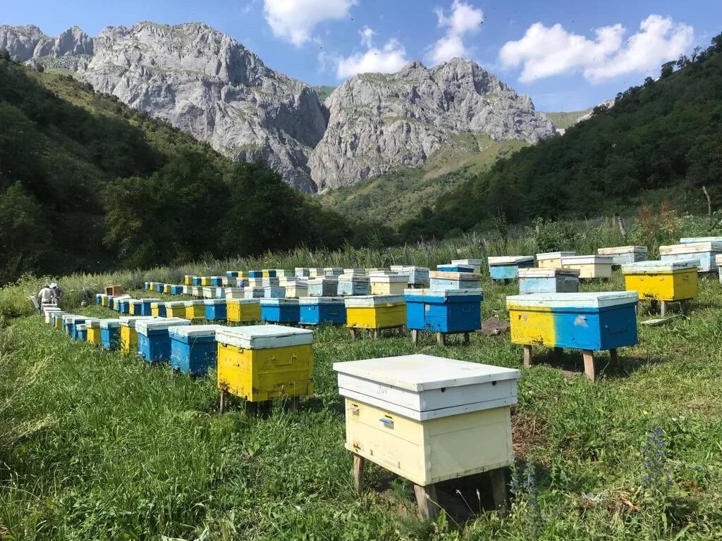 Горная пасека Адыгея. Пасека Алтайский край Белокуриха. Пасека 13 Чемал. Высокогорный мед горный Алтай. Купить пчел в башкирии