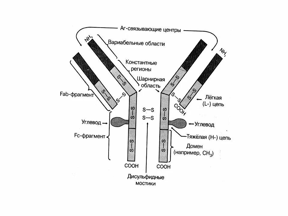 Строение иммуноглобулина g иммунология. Схема молекулы иммуноглобулина g микробиология. Иммуноглобулины строение FC. Строение антитела FC фрагмент. Фрагменты иммуноглобулинов