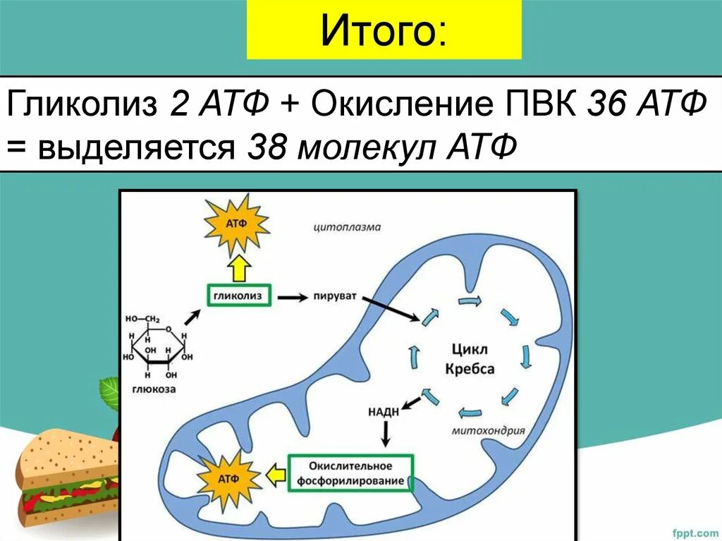 Клетка содержит атф. Этапы обеспечения клеток энергией. Гликолиз АТФ. Клеточное дыхание схема ЕГЭ. Обеспечение клеток энергией АТФ.