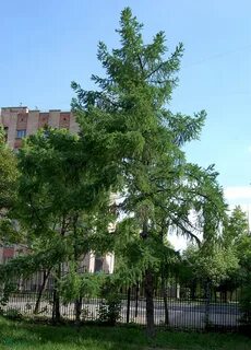Лиственница даурская описание