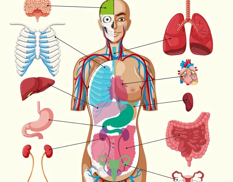 Форма органов человека. Тело человека со ргнами. Тело человека органы для детей. Макет внутренних органов человека.