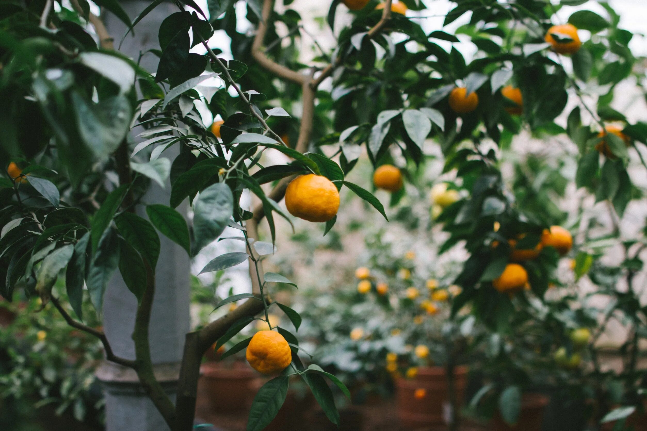 На дереве висят мандарины сначала. Померанец дерево. Мандарин Tangerine Tree. Citrus aurantium Петитгрейн. Цитрус апельсин дерево.
