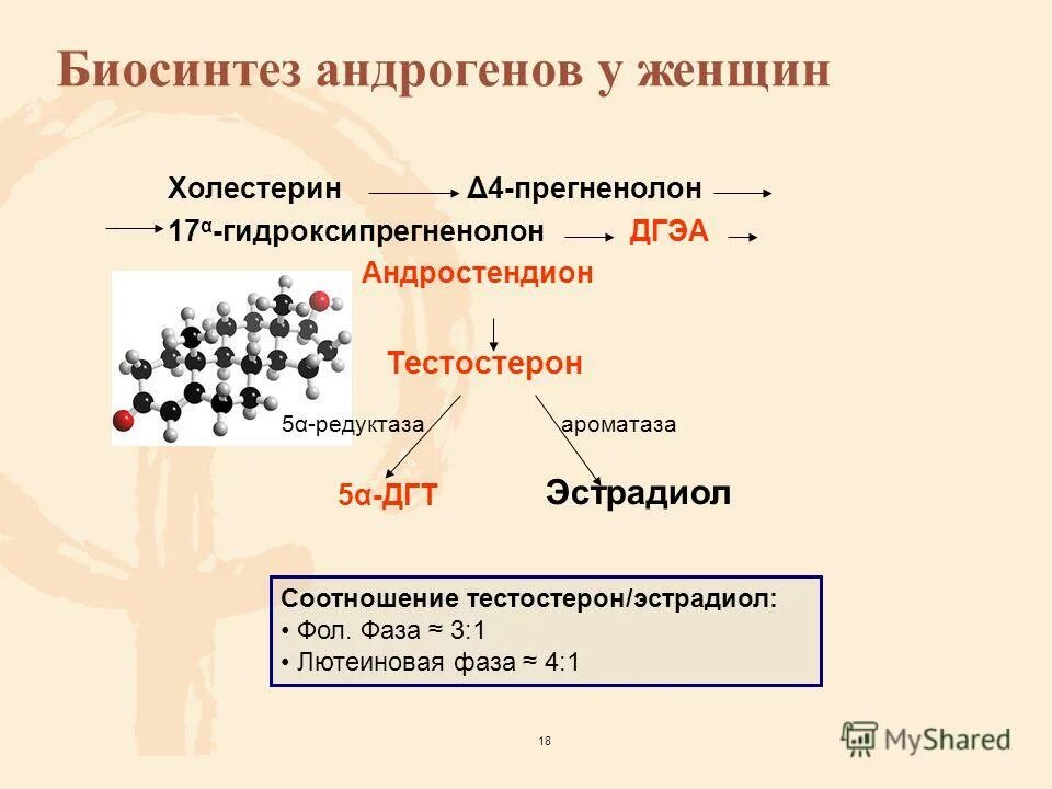 Как повысить андрогены. Синтез андрогенов схема. андростендион повышен у женщин. андрогены в организме женщины. половые гормоны андростендион.