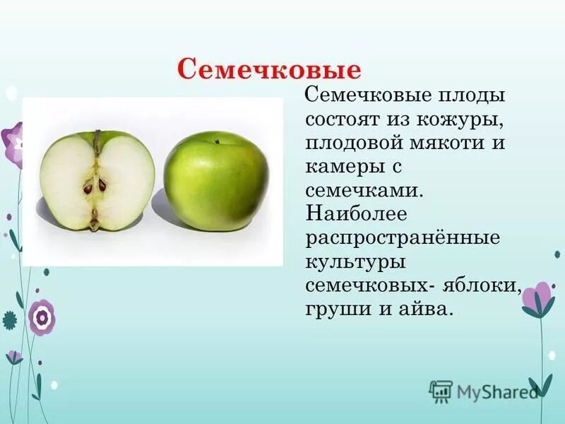 Какую функцию выполняет плод яблони. Какую функцию выполняет плод яблони