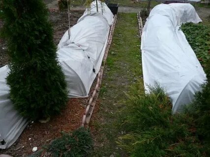 Укрытие плетистых роз на зиму в подмосковье