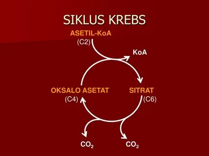 Krebs