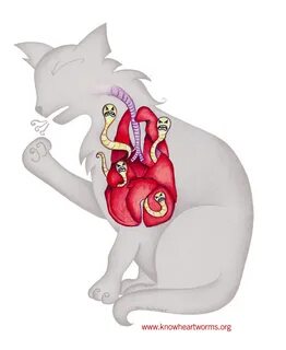 Кошка кашляет глисты