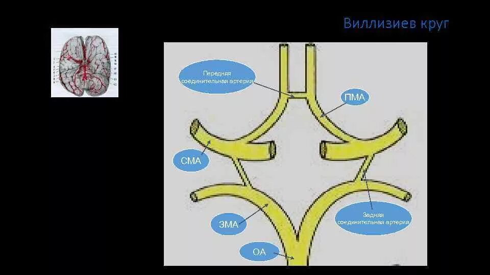 Виллизиев круг строение. Виллизиев круг схема. Вилизиев КРУ Г. Образование Виллизиева круга. Варианты развития виллизиевого круга.