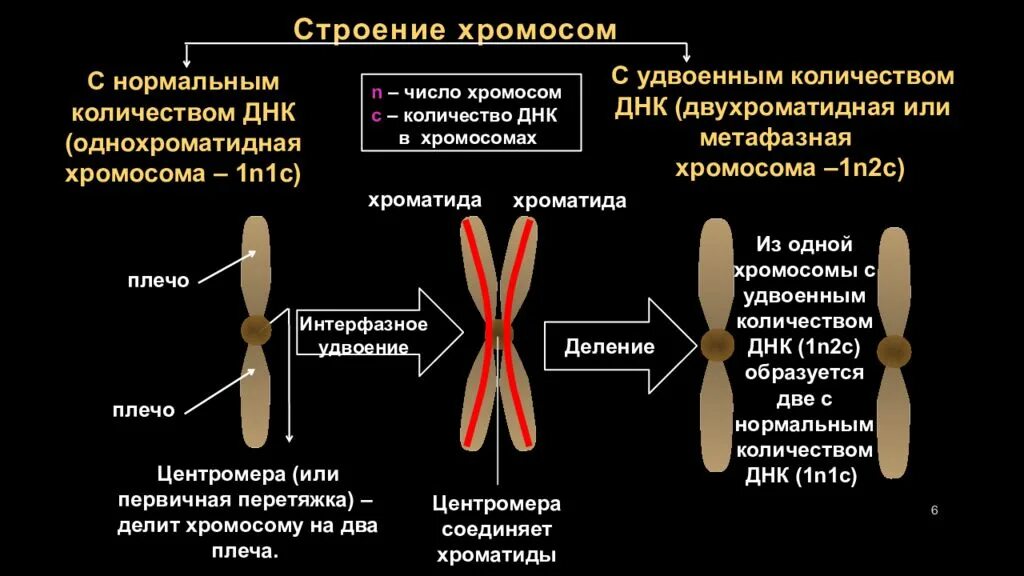 Строение однохроматидные хромосомы. Строение хромосомы хроматиды. Строение хромосомы центромера. Из чего состоит хроматида.