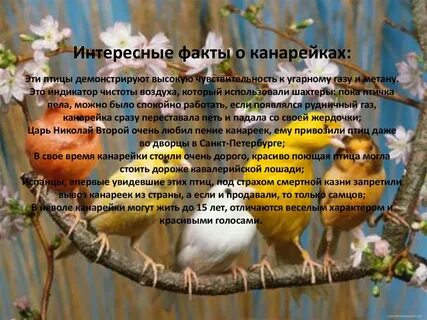 Петь птицы перестали
