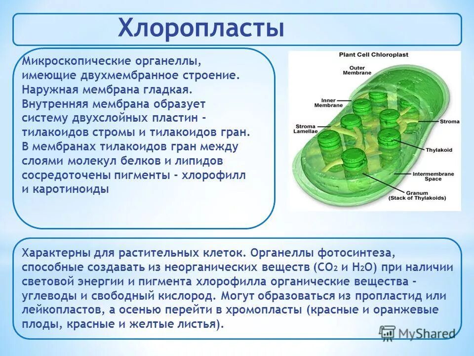 Хлоропласты это ответ. Хлоропласты строение и функции кратко. Функции органоидов клетки хлоропласты. Внутренняя мембрана тилакоида хлоропласта.