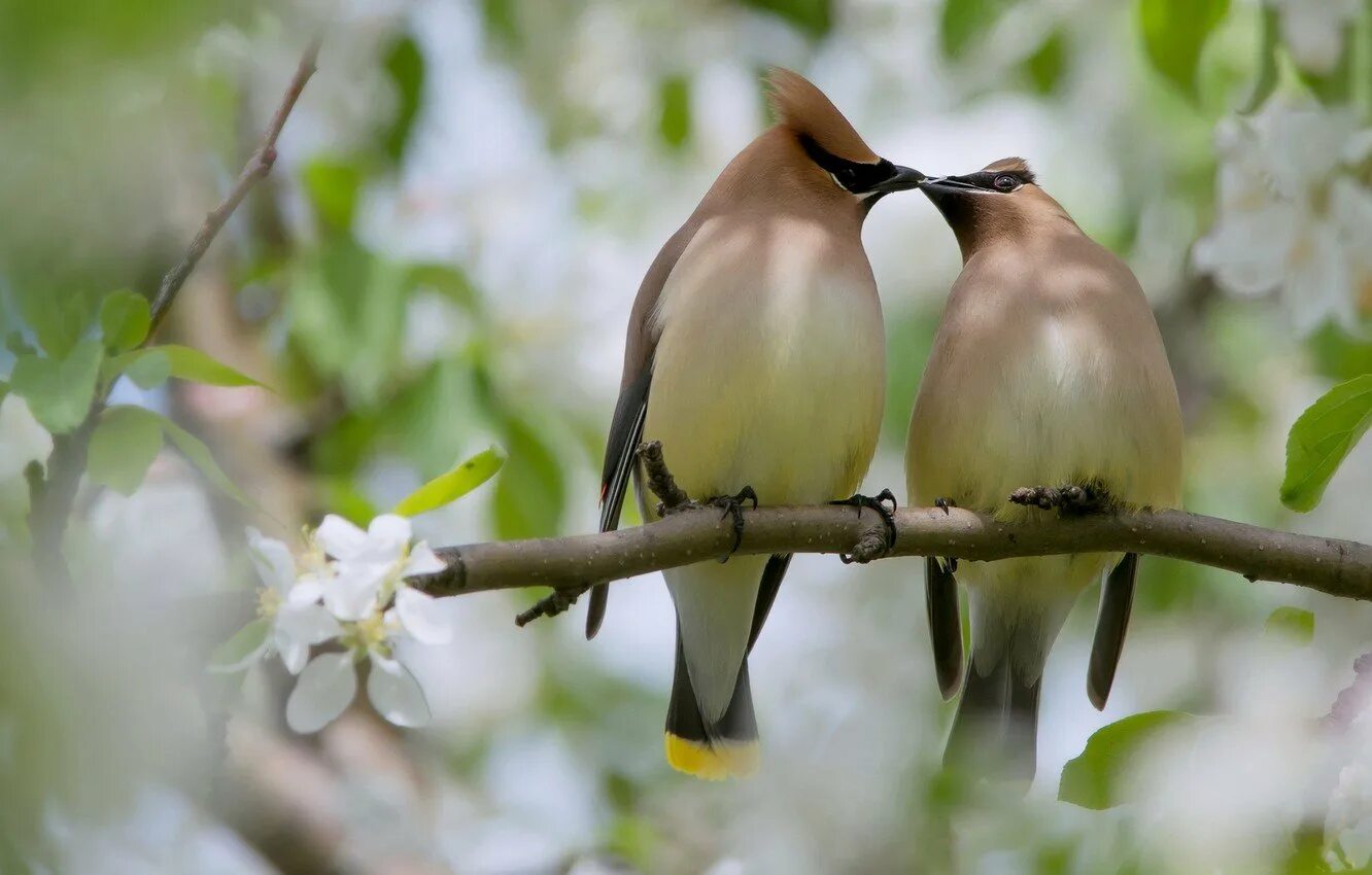 Этих двух птиц не встретишь в природе. Весенние птички. Птица на ветке. Птицы весной.