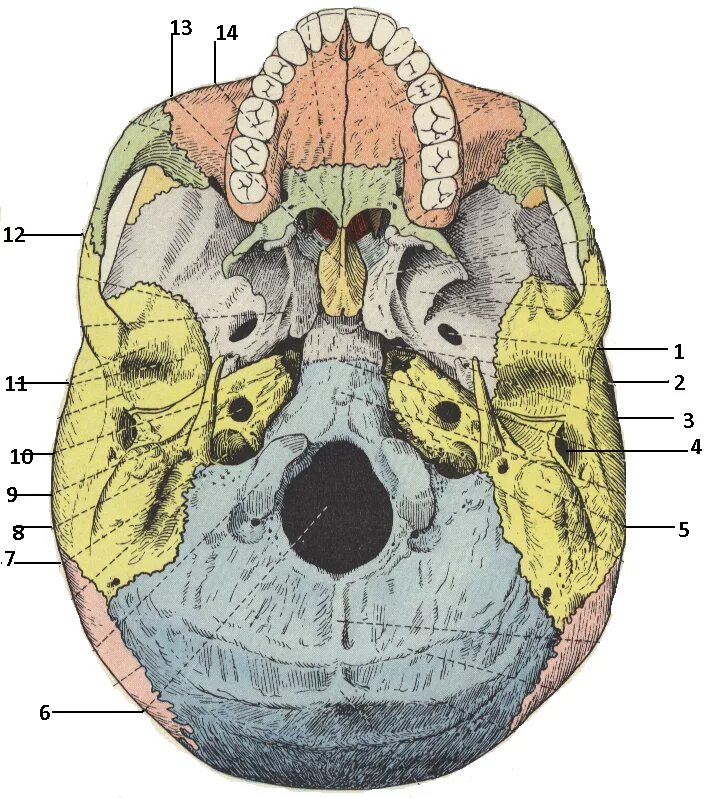 Основание черепа Черепные ямки. Наружное основание черепа ямки. Внутренне основание черепа анатомия. Ямки внутреннего основания черепа. Мозговое основание черепа