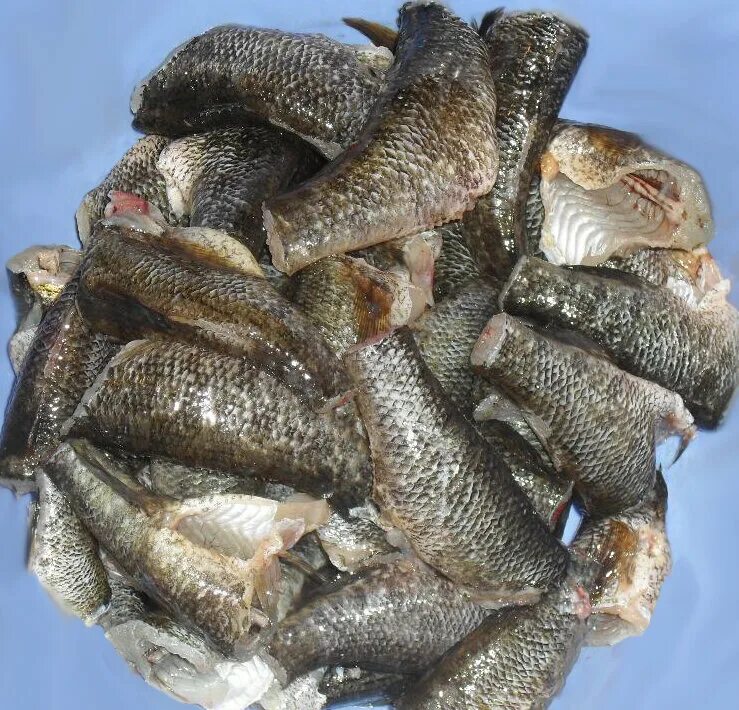 Котлеты из кильки в томатном соусе. Рыбные котлеты. Котлеты из ротана рецепт очень вкусно. Ротан котлеты. Рыбные котлеты.