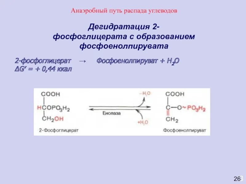 Анаэробный распад. Из фосфоенолпирувата в 2-фосфоглицерат. Превращение 2-фосфоглицерата в 2-фосфоенолпируват катализирует. 1 3 Фосфоглицерат. Фосфоенолпируват формула биохимия.