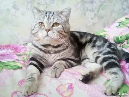 Шотландская кошка с прямыми ушами