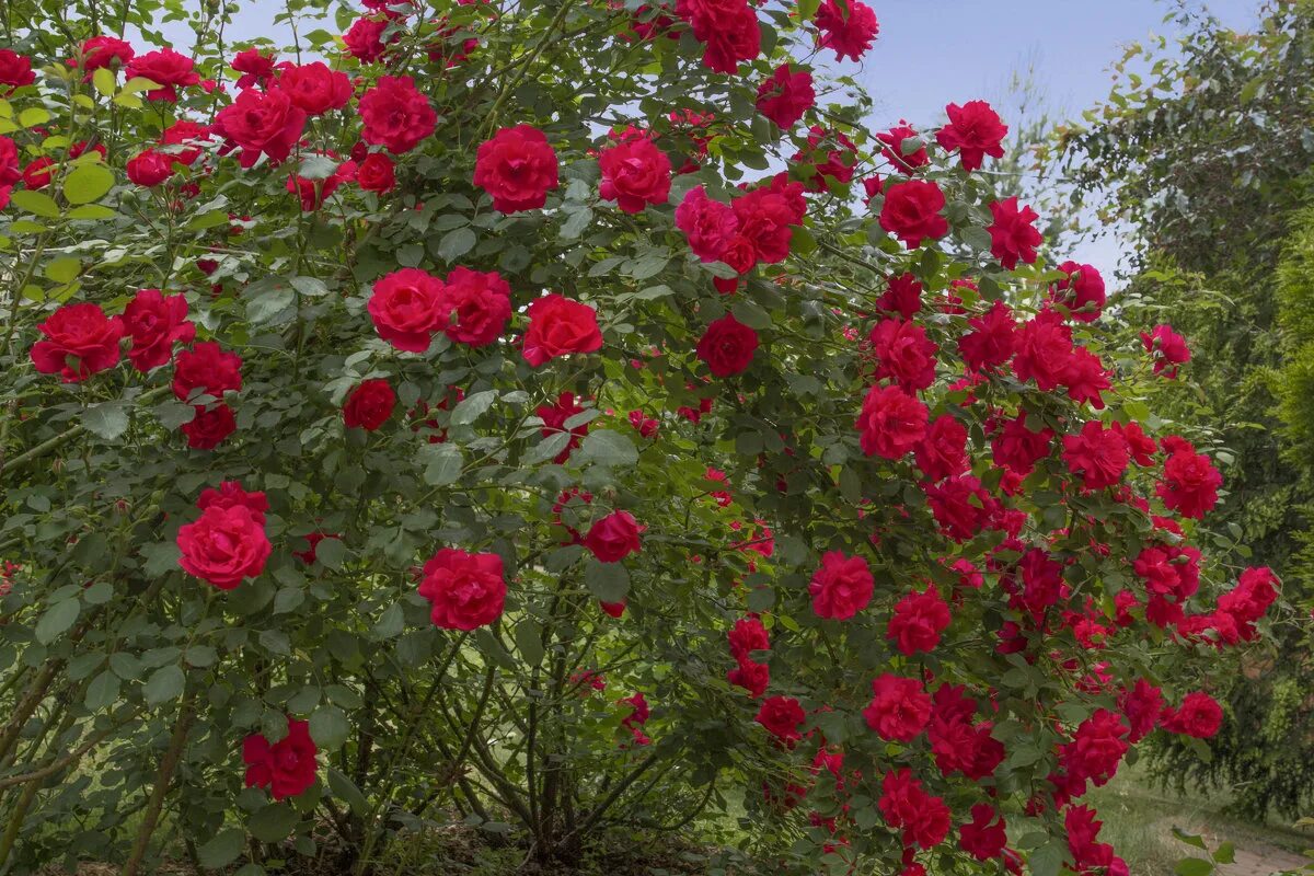 Афродита марковна обрабатывает кусты роз. Афродите были посвящены розы. Rubys roses пышная. Пиканто розовая кустарник. Розы по периоду цветения.