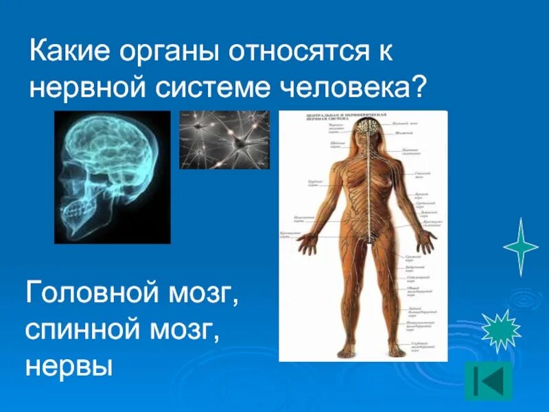 Какие органы относятся к центральной нервной системе. Органы нервной системы человека. К каким системам относятся органы. Органы относящиеся к нервной системе. Органы которые относятся к нервной системе.