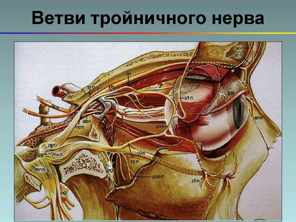 Тройничный черепной нерв. Тройничный нерв (n. trigeminus). Тройничный нерв атлас Неттера. Анатомия глазной ветви тройничного нерва. Ветви 1 ветви тройничного нерва.