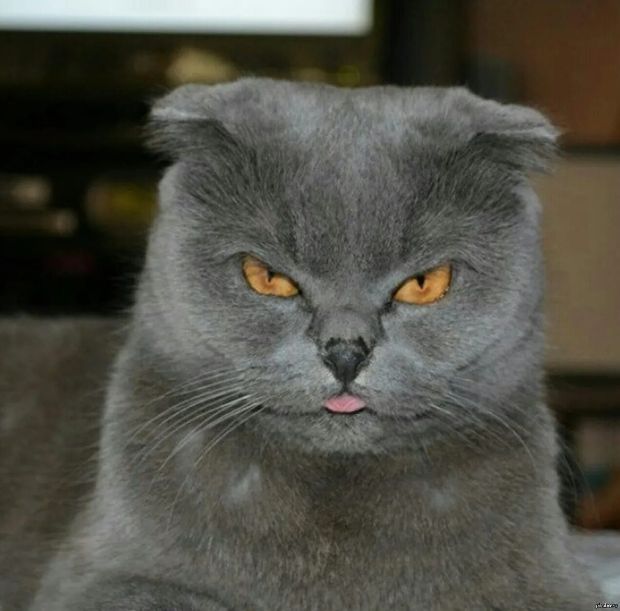 Британская короткошёрстная кошка шартрез. Злой британский кот. Злые британские коты. Злой британский кот. Британская короткошёрстная кошка.