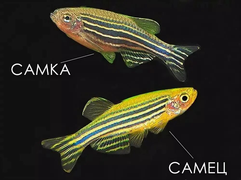 Аквариумные рыбки самки и самцы. Данио рыбки самец и самка. Данио рерио аквариумная рыбка. Данио рерио самка. Данио рерио различить пол.