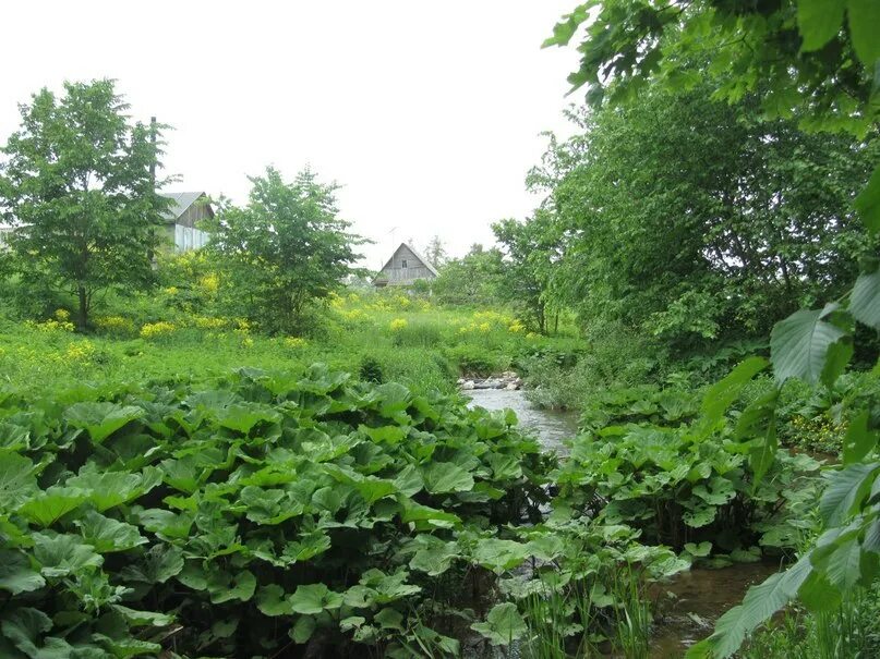 Кингисеппский р н. Кингисеппский р н