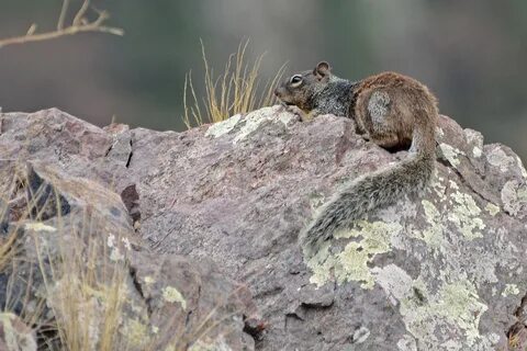 File:Flickr - ggallice - Rock squirrel.jpg - Wikimedia Commons.
