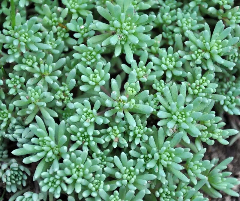 будра вариегата. почвопокровник зеленый белесый с мелкими толстыми листиками. азиатский жасмин почвопокровный. барвинок камнеломка седум. горчица почвопокровные.