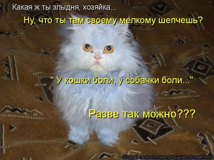 Злыдня картинки. У кошки заболи. Злыдня значение. Злыдня значение. Злыдня значение.