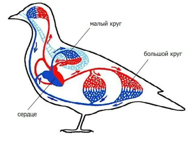 Кровеносная система птиц схема. Схема кровеносной системы голубя. Кровеносная система птиц схема кровообращения. Строение кровеносной системы птиц.