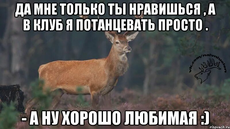 До жути зая люблю тебя