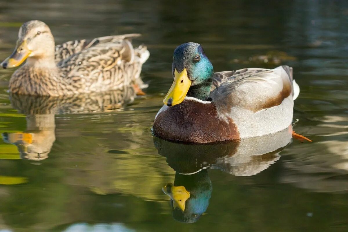 Duck source. Кряква утка. Дикая утка кряква. Кряква селезень. Утка кряква селезень.