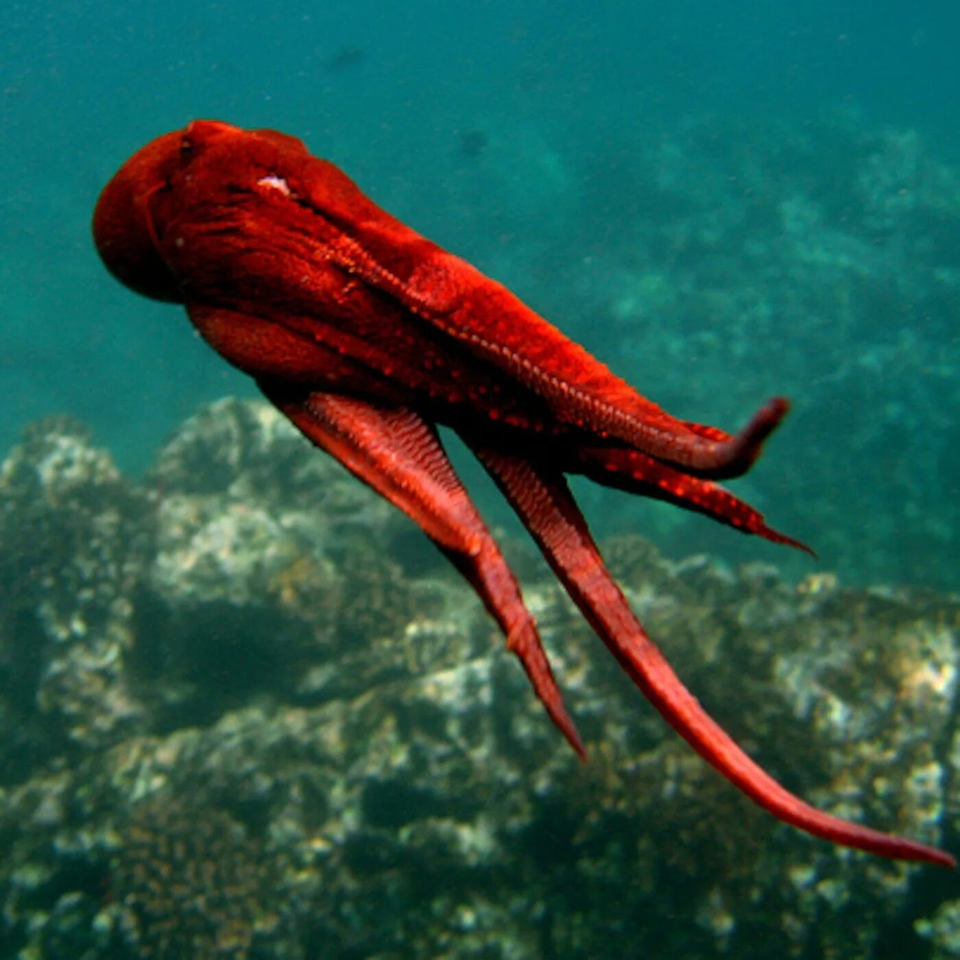 Красный морской обитатель. Кальмар в море. Кальмар Histioteuthis heteropsis. Кальмар фото. Красный кальмар.