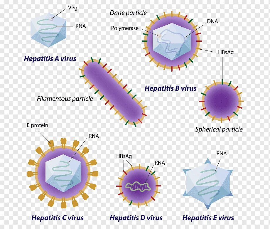 Вирусные гепатиты a e b c d. Вирус гепатита в. Модель вируса гепатита с. Антигены вируса гепатита с. Вирусы гепатита b, c, d.