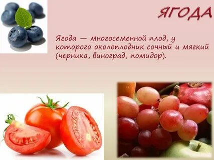 К какому плоду относится помидор