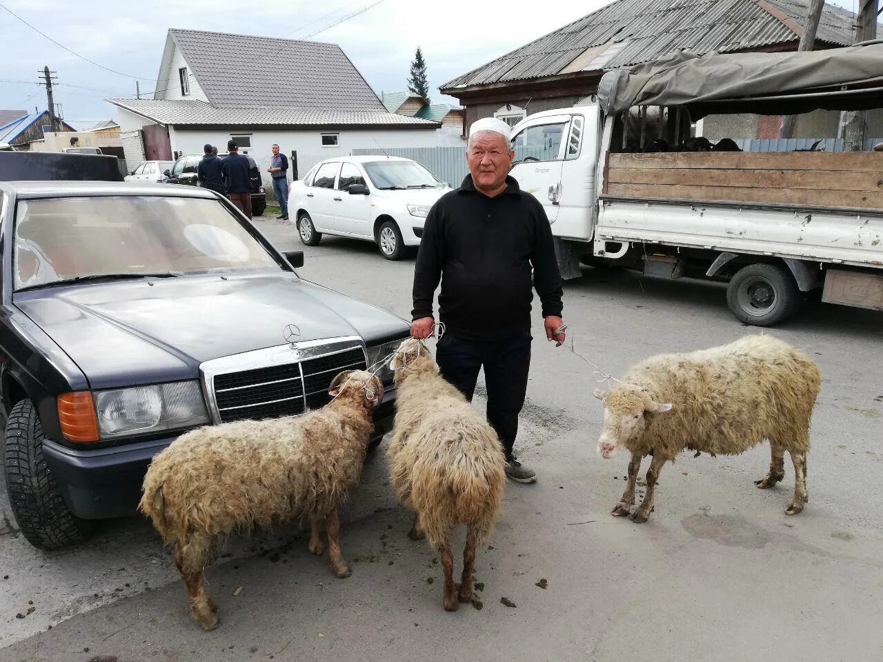 Баран на курбан байрам. Курбан байрам. Жертвоприношение барана. С праздником Курбан.