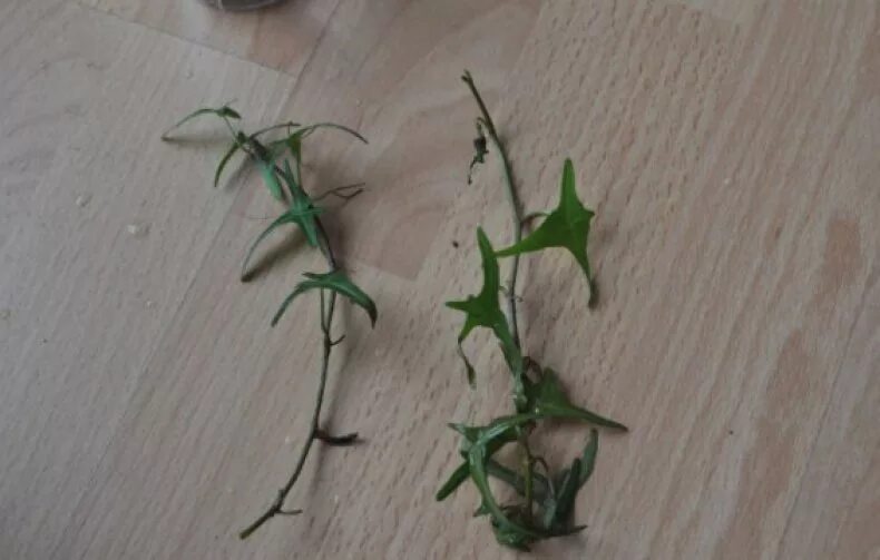 Плющ хедера размножение. Плющи хедра укоринение. Как размножить плющ. Плющ обыкновенный черенки. Грунт для плюща хедеры.