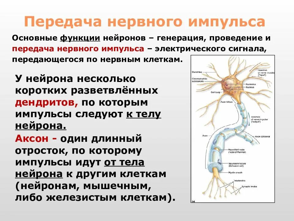Передача импульса от нейрона к нейрону. Передача немного ИИМПУЛЬСА. Строение и функции нервной системы. Пердачанервного импульса.
