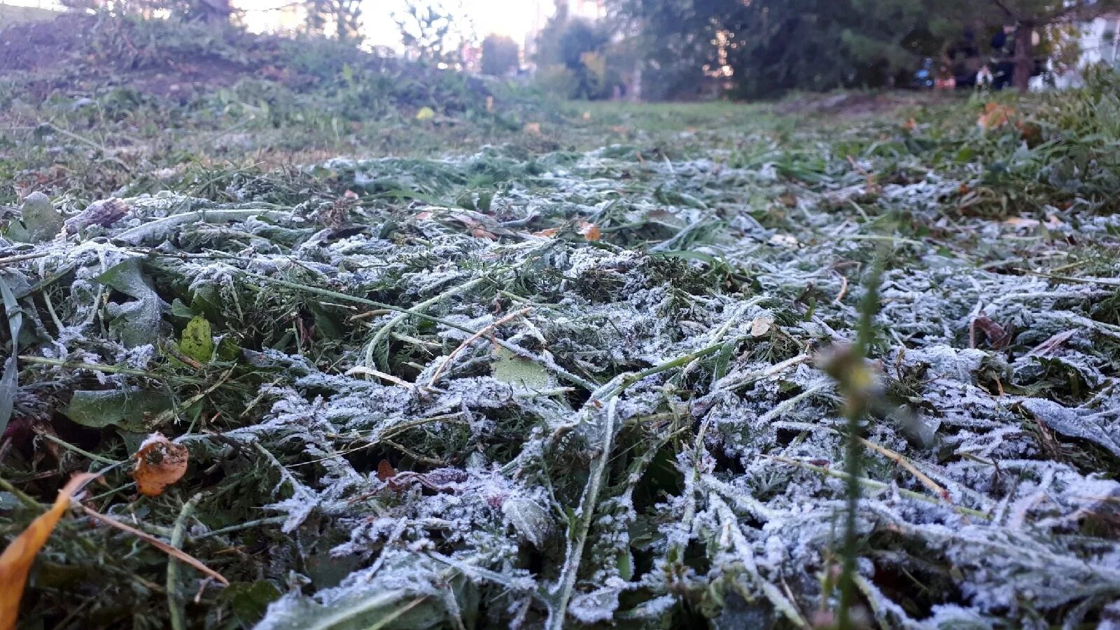 Будут ли ночью заморозки. Обледенелая трава. Замерзшая трава. Заморозки и ветер. Заморозки на траве.