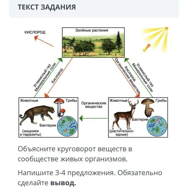 Круговорота веществ 3 класс. Схема круговорота веществ в природном сообществе. Круговорот веществ в сообществе живых организмов схема. Круговорот веществ живых организмов в природе 3 класс. Дополни схему круговорота веществ в природе.