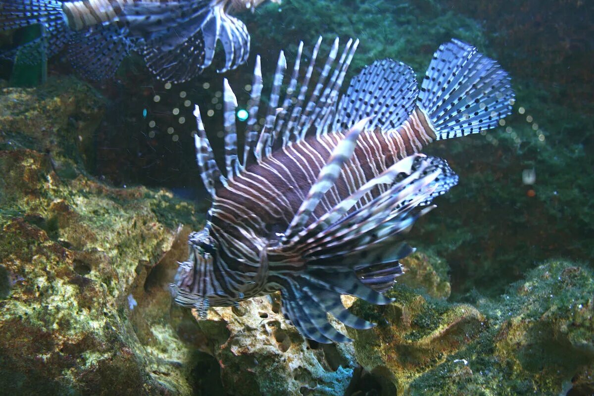 Крылатка Pterois volitans. Крылатка-Зебра чернополосая. Крылатка-Зебра чернополосая дьявол. Рыбка крылатка-Зебра чернополосая. Крылатка 2